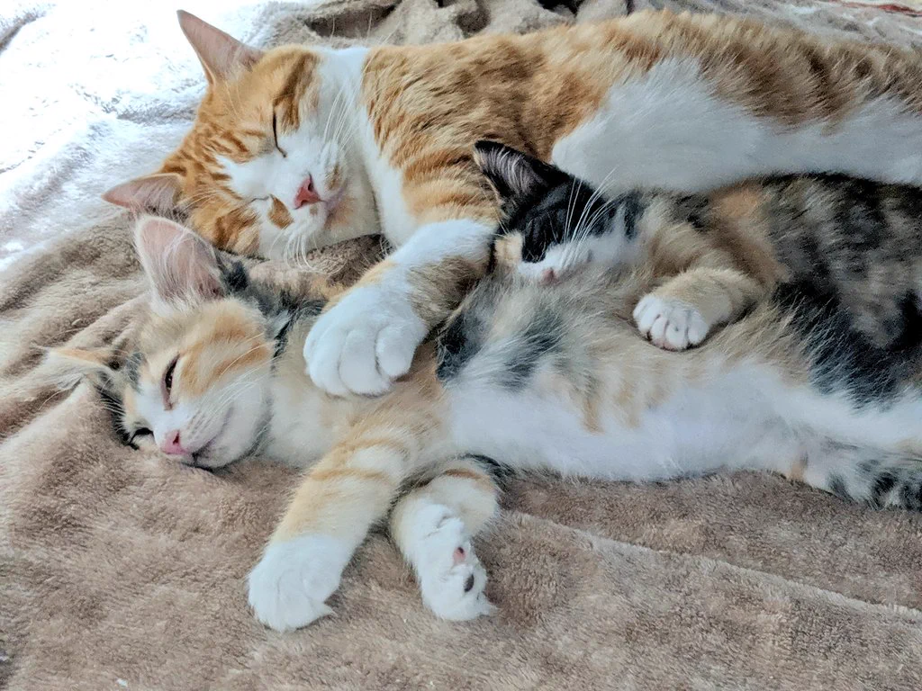 待ってこれは尊すぎ！猫が川の字で寝てる…！！