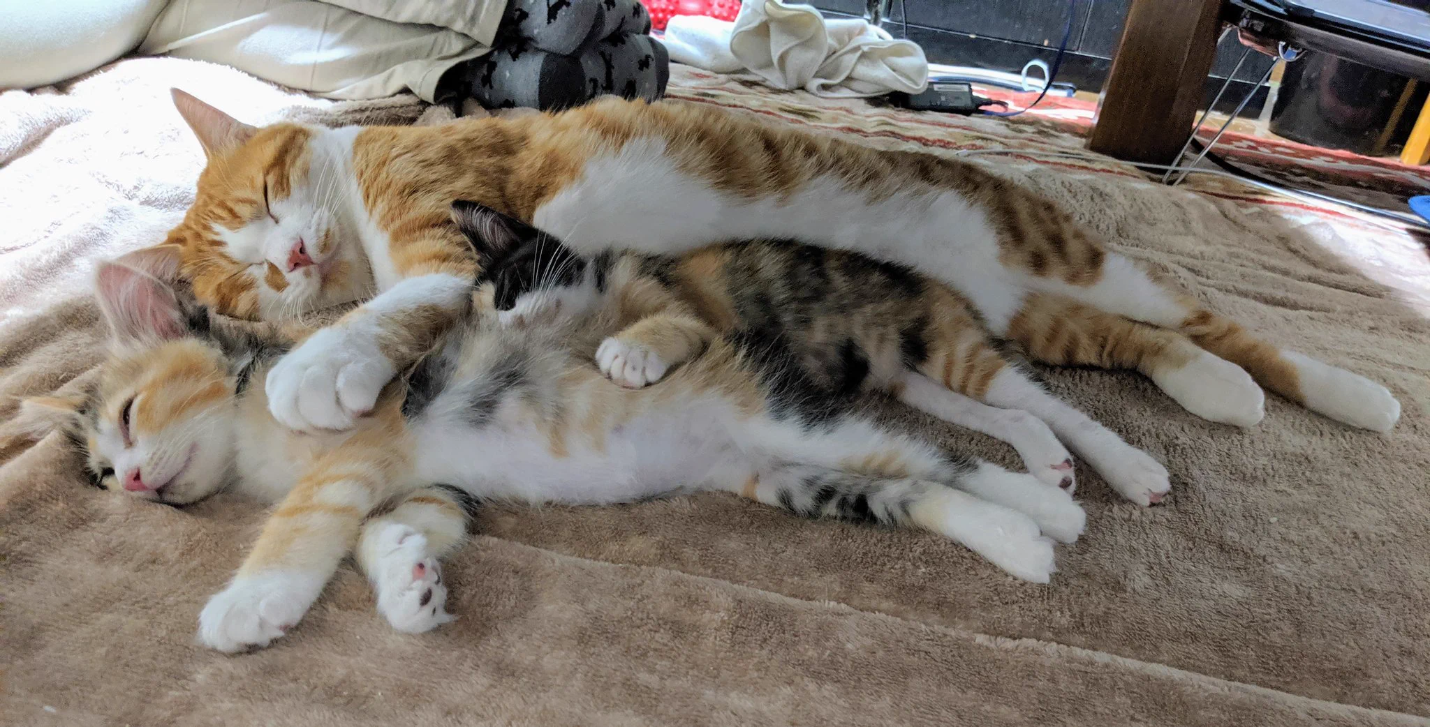 待ってこれは尊すぎ！猫が川の字で寝てる…！！