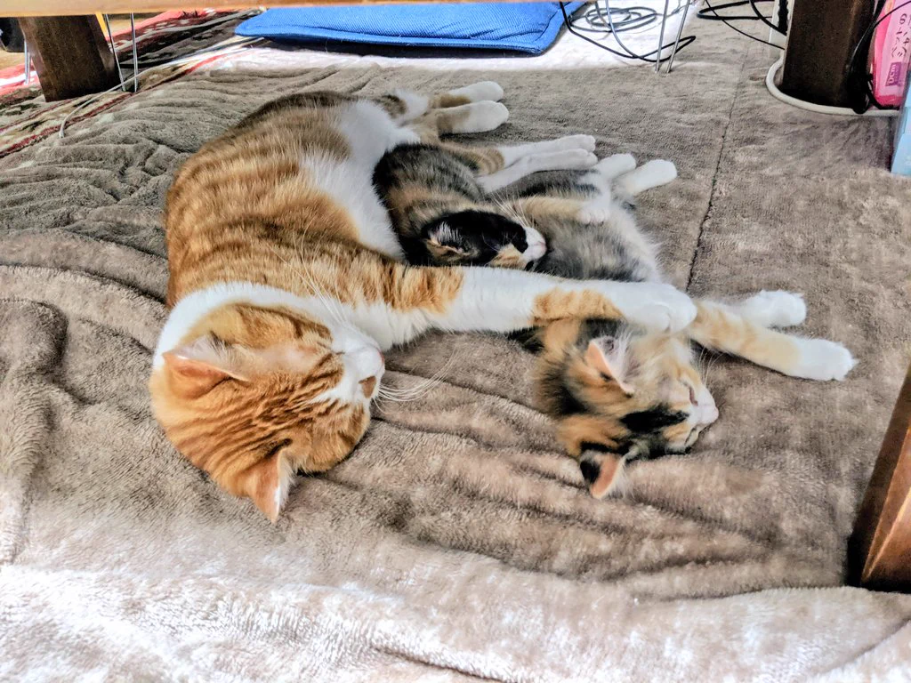 待ってこれは尊すぎ！猫が川の字で寝てる…！！