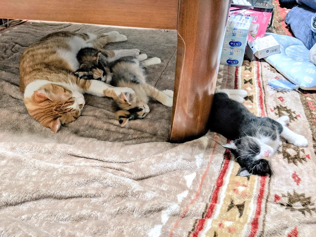 待ってこれは尊すぎ！猫が川の字で寝てる…！！