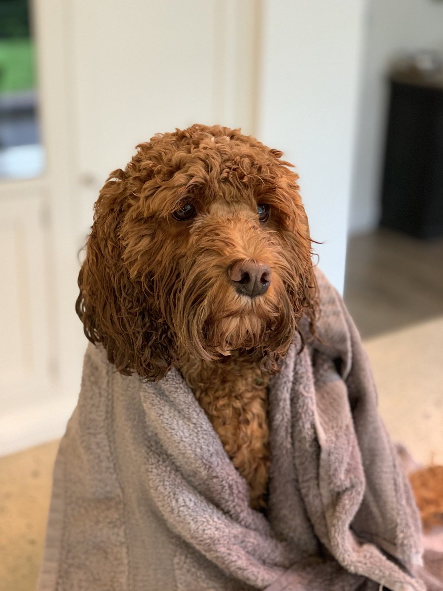 miathecockapoo tweet picture