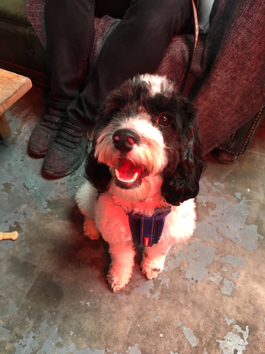 NorthBrewCo's tweet image. WE LOVE DOGS 🐶 

#eatnorth dog watch underway! 

#bringyourpups