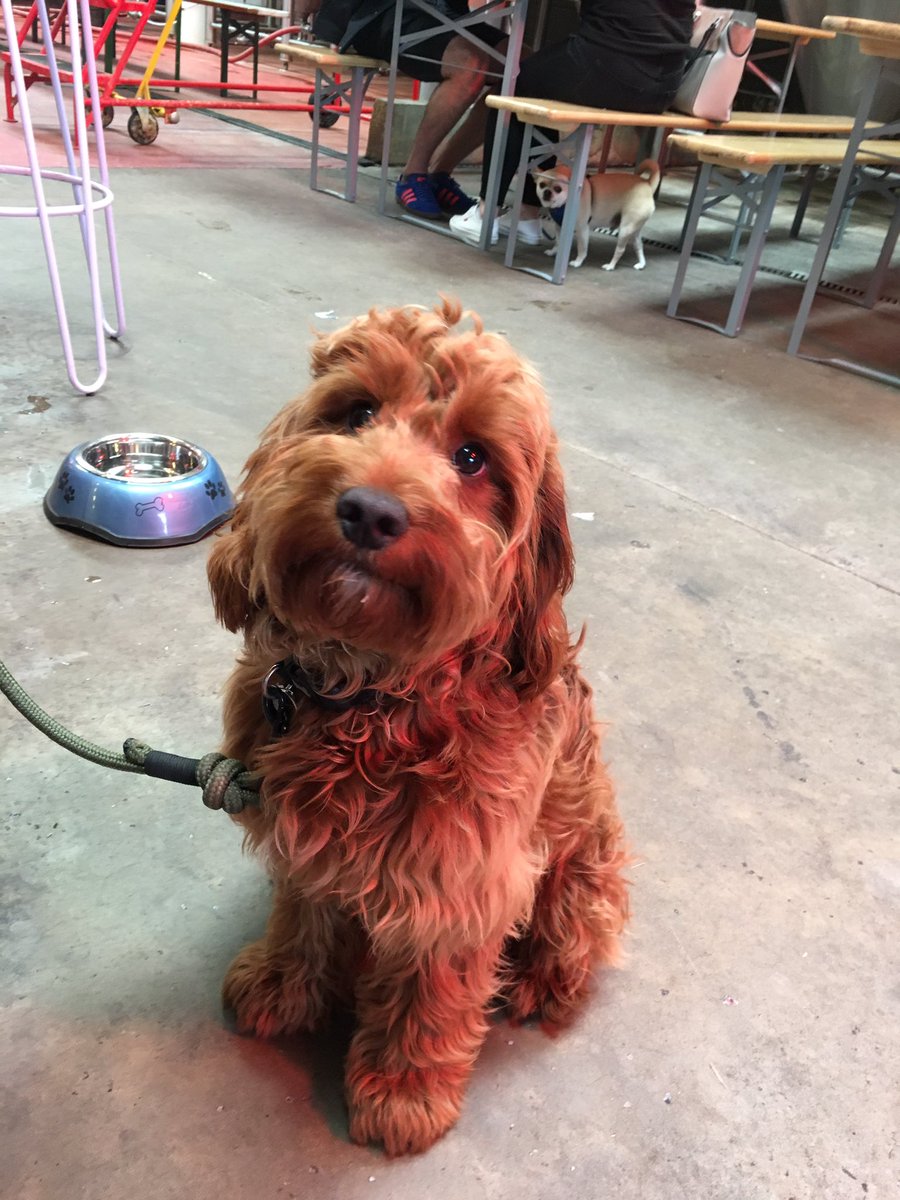 NorthBrewCo's tweet image. WE LOVE DOGS 🐶 

#eatnorth dog watch underway! 

#bringyourpups