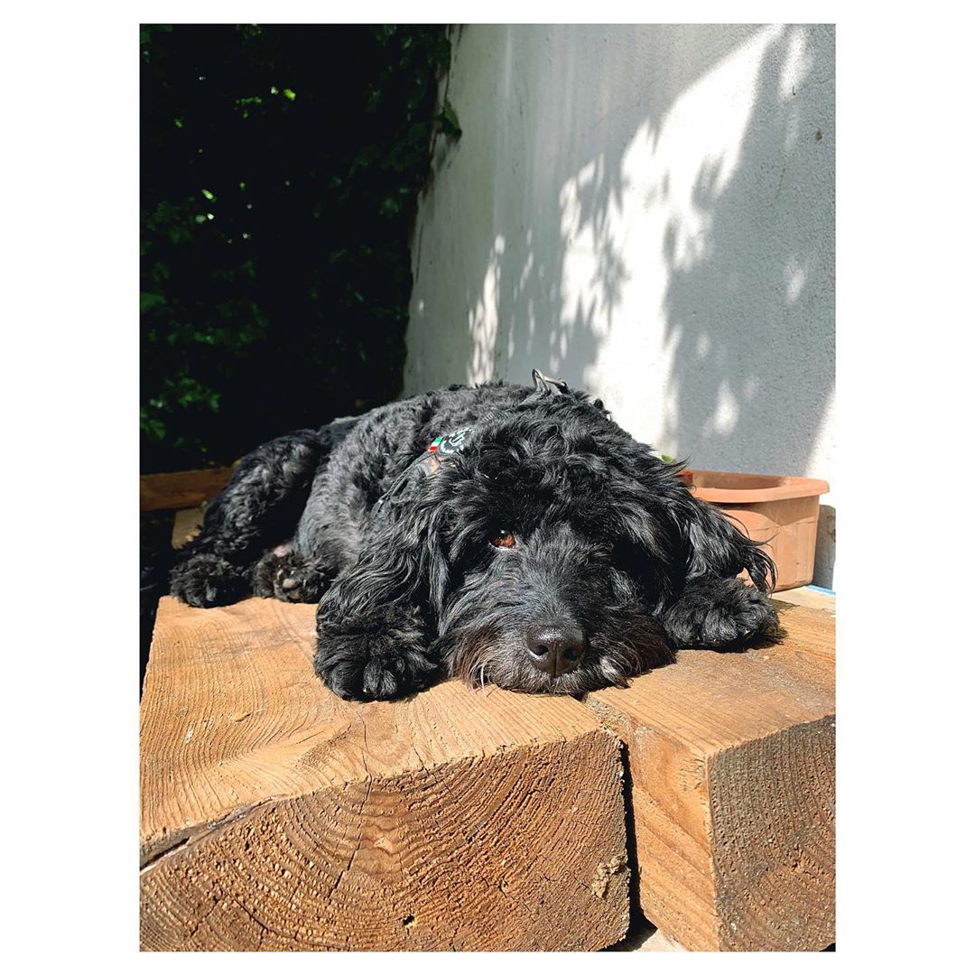 Your furry companions are more than welcome at our cafe! 🐶🥰☕️✨#dogfriendly #londoncoffee 
📸by @sophie_epstone