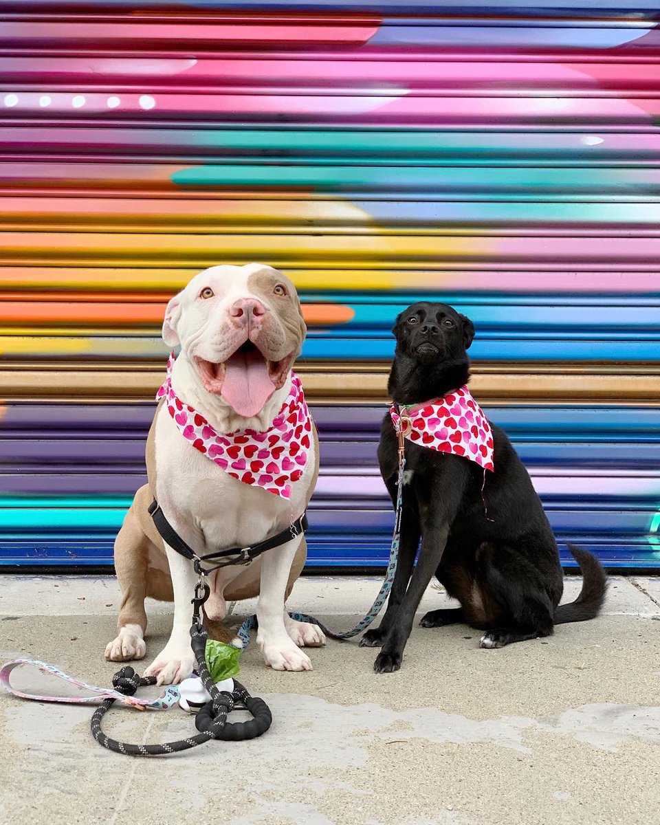 DogCareWorld's tweet photo. Amazing Ego Look!!! https://t.co/IRAOnSLpng