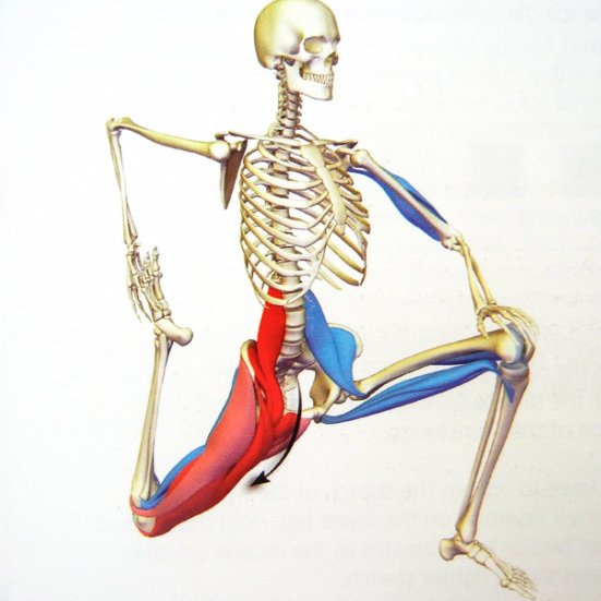 yoga_medicine's tweet photo. Our Psoas muscles (pronounced SO-as) 🤓 are such important muscles to take good care of for many reasons. Find out why: https://t.co/3HGpbEmObv https://t.co/5RcWnKd6Nw