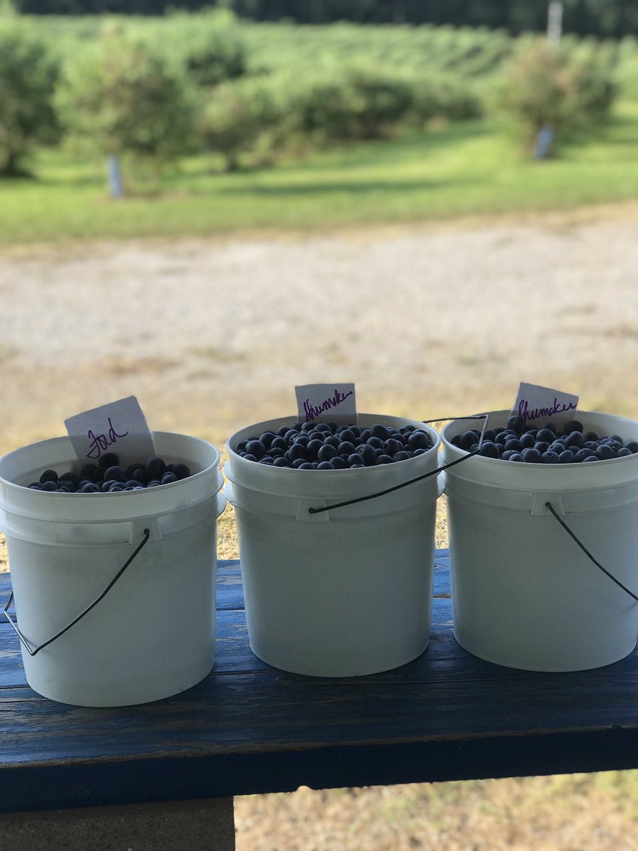 nesbitberry's tweet photo. Berries coming in this morning! Come join the fun. Gates close at 11. #seeyouatthefarm https://t.co/G9vLIzrAN7