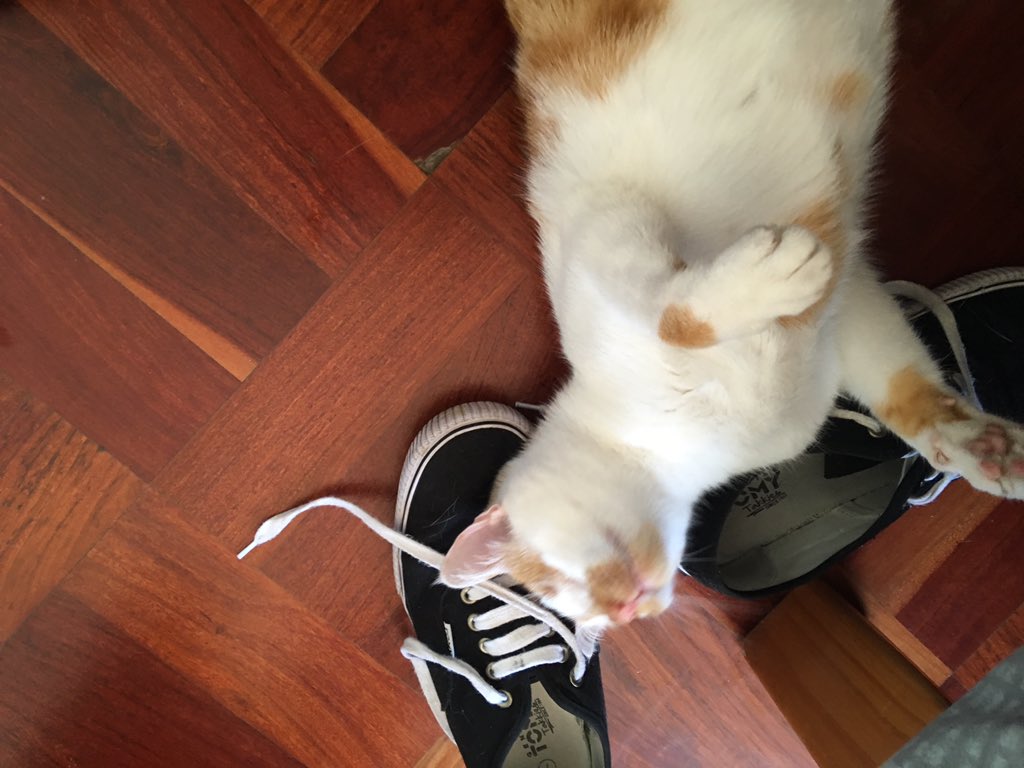 ChevsLife's tweet photo. Vincent loves playing with my shoes. His favorite is my uggboots - especially while I’m wearing it 🤣 #catlife #shoes #vincentthecat #cuteness #AdoptDontShop #rescuekitten #familylife https://t.co/W8mPhmLwaQ