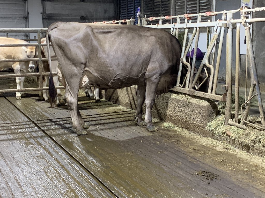 An Excellent mid round classification!

Bradner PS Special EX94- 3 lactation
