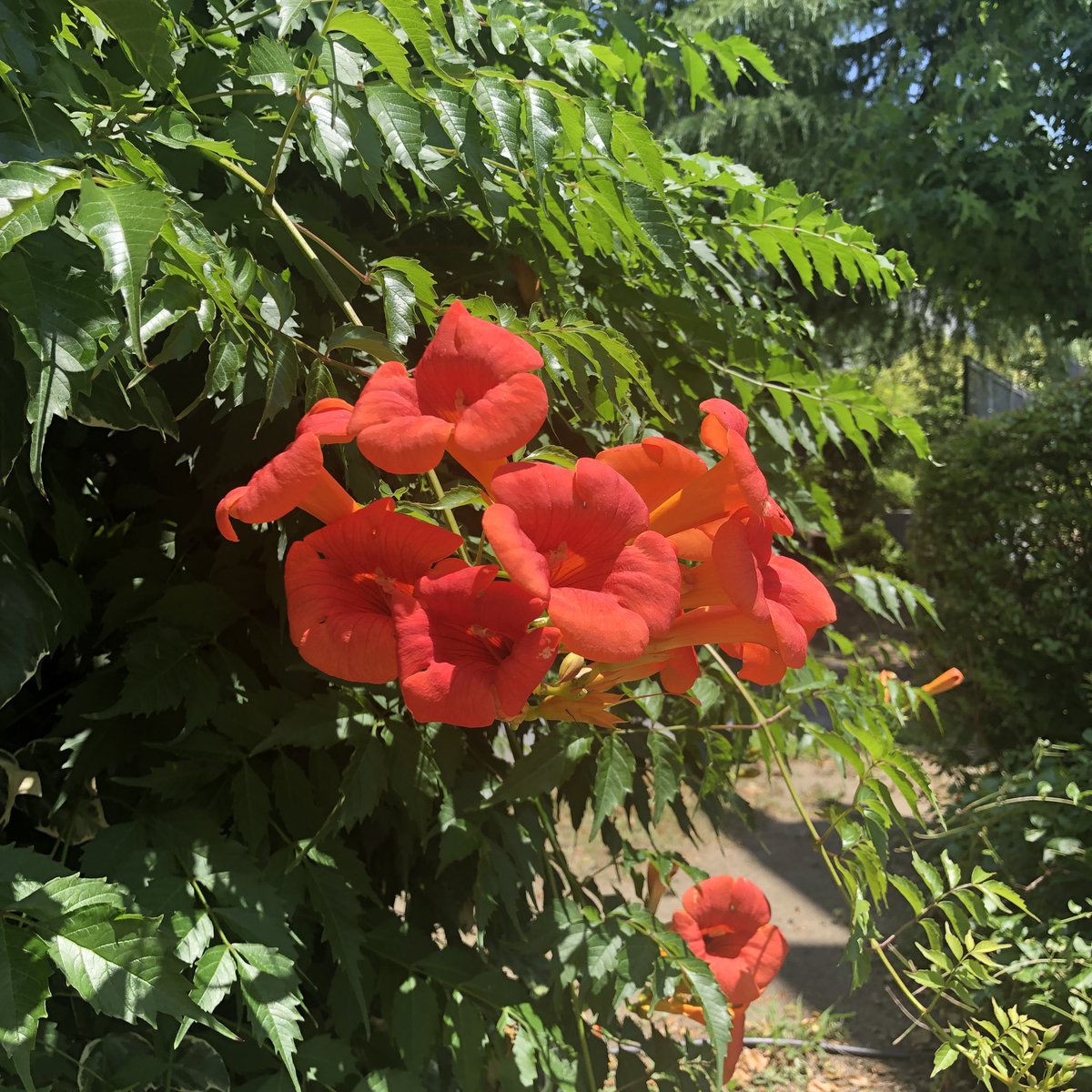 Joyce Yeung (JoyceYeung8) Twitter