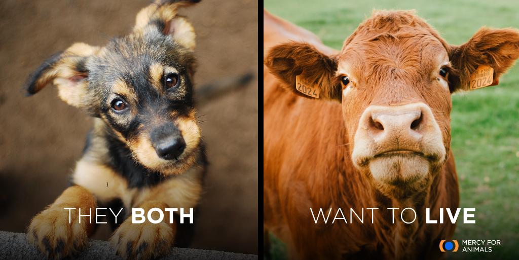 Are they really so different?