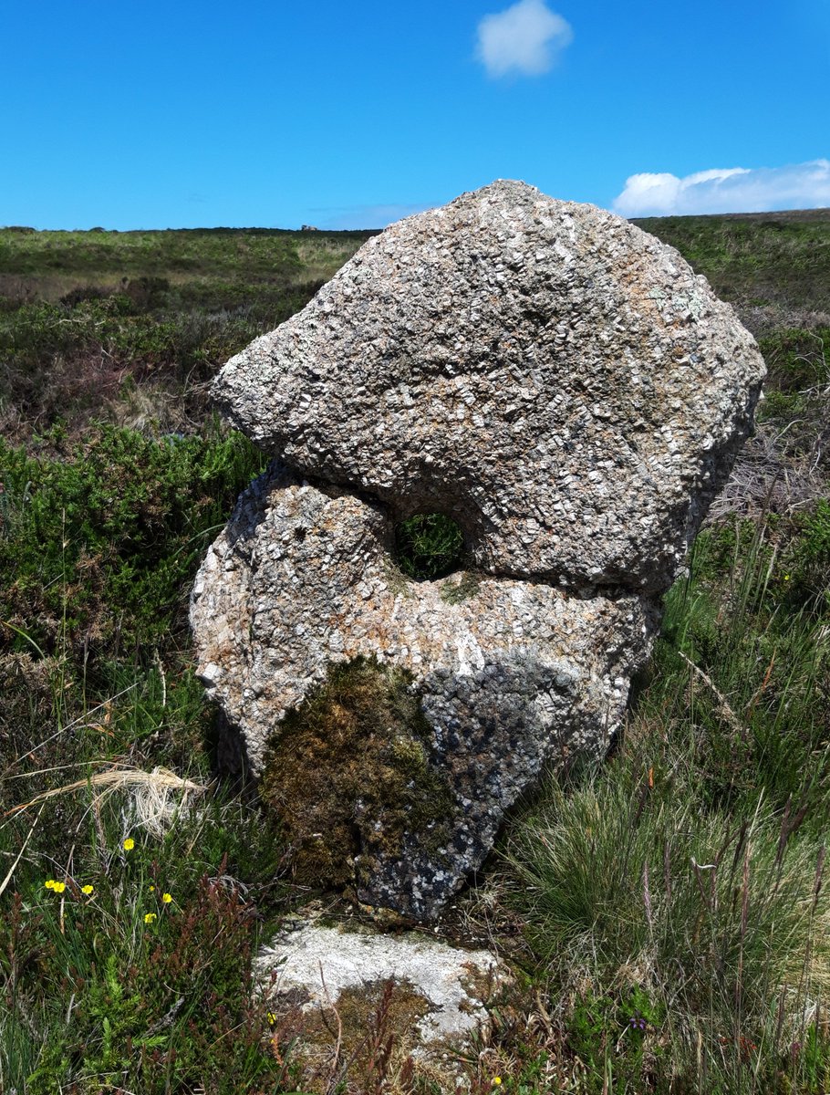 Tregeseal Holed Stones, near Carn Kenidjack. 5 stones, 4 with holes and 3 seemingly aligned to a nearby barrow. Very close to Tregeseal Stone Circle, cists, entrance graves, the lot. Much speculation on purpose (handfasting?) but nobody's really sure. #PrehistoryOfPenwith