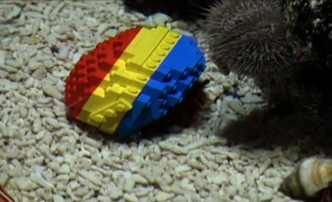A hermit crab with a Lego home.pic.twitter.com/SJtIxMozz2.