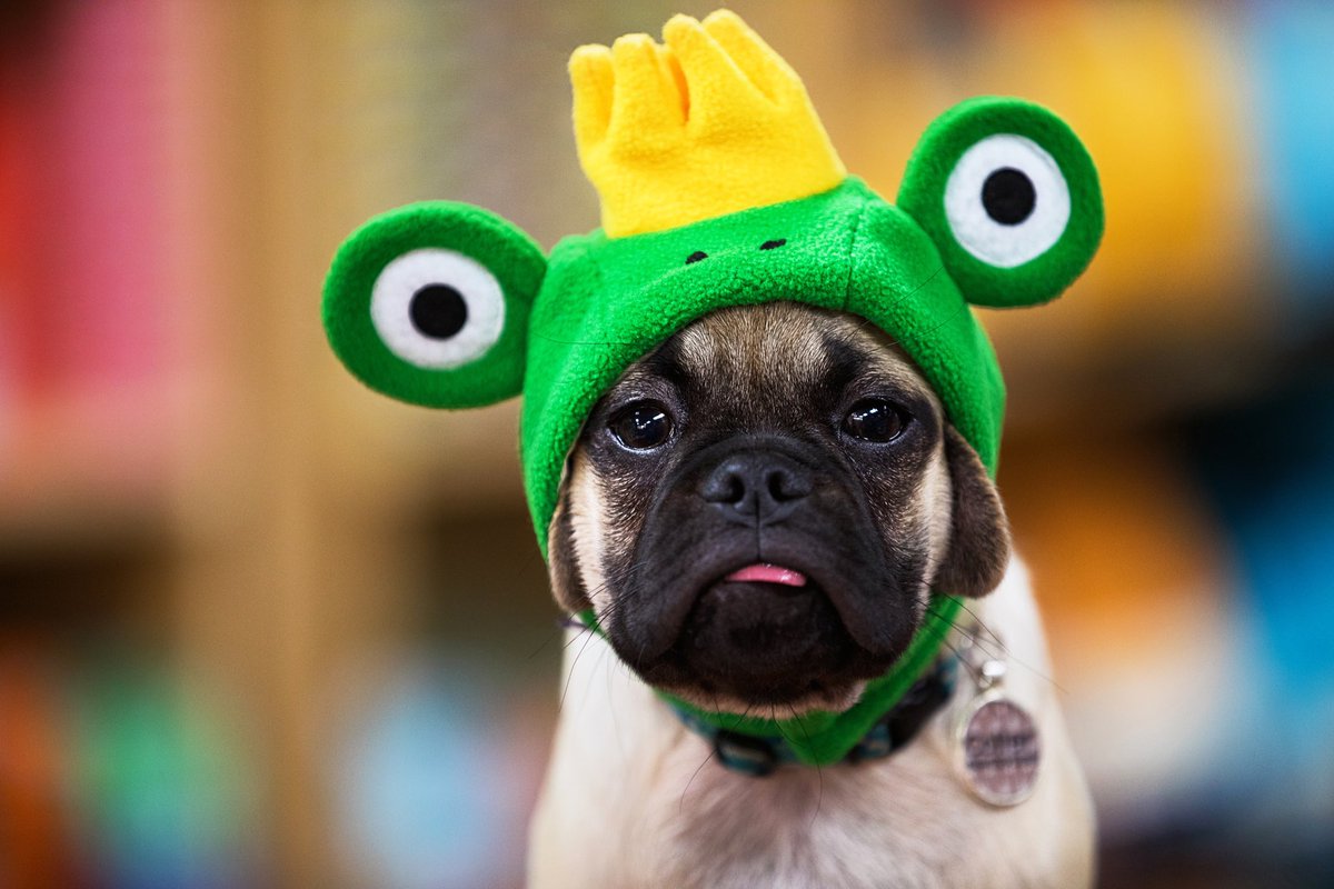 OCMagazines's tweet image. Who’s ready to go to Hala’s Paws today? 🧡🐶 We are! OC dog parents love Hala’s Paws in Ladera Ranch and now they’re having a GRAND OPENING event to celebrate the opening of their second store in Mission Viejo. Today, at Hala's Paws from 10am-6pm with giveaways, treats &amp;amp; raffles!