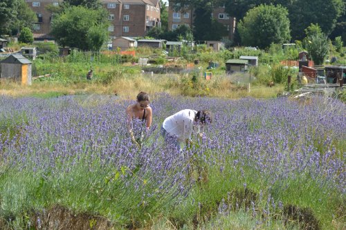 South London's Only Pick Your Own Lavender Harvest + Can you help? - mailchi.mp/916b06f7775a/2…