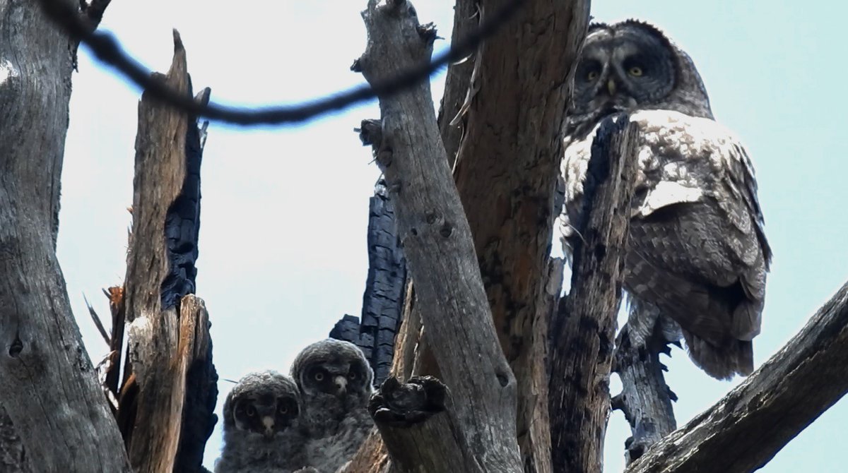JohnMuirProject's tweet photo. If you love birds, protect burn areas! This recent study confirms that native bird species thrive in these diverse habitats. @CAsWatershed @Stanislaus_NF re-draw your map & don't cut #RimFire snag forests! #StopTheChainsaws #SaveTheRimFire
https://t.co/sY5Ob5tAyV https://t.co/2JxJ5sQ2n3