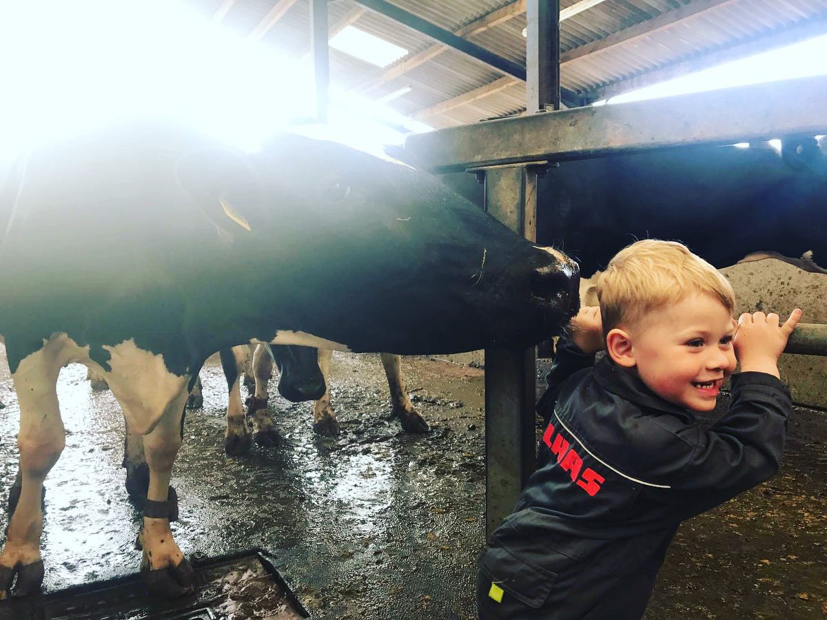 JobeDutton's tweet image. Helping get the cows come on the parlour 🐄☺️ #youngFarmer #keepbritianfarming #moo #littleFarmer