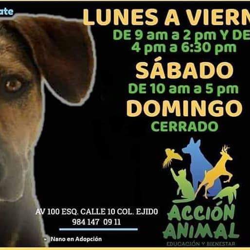 nan_igu's tweet photo. Servicio Veterinario A bajo costo playa del carmen Quintana Roo https://t.co/SeYexbKNqa