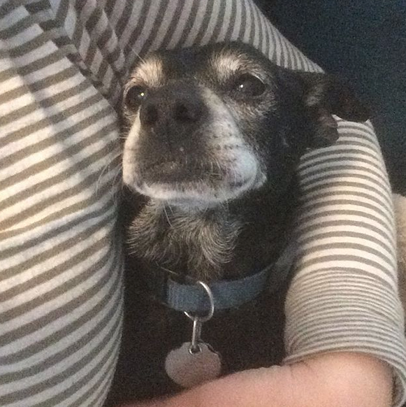 Nick is a deep thinker. #seniorpupsaturday