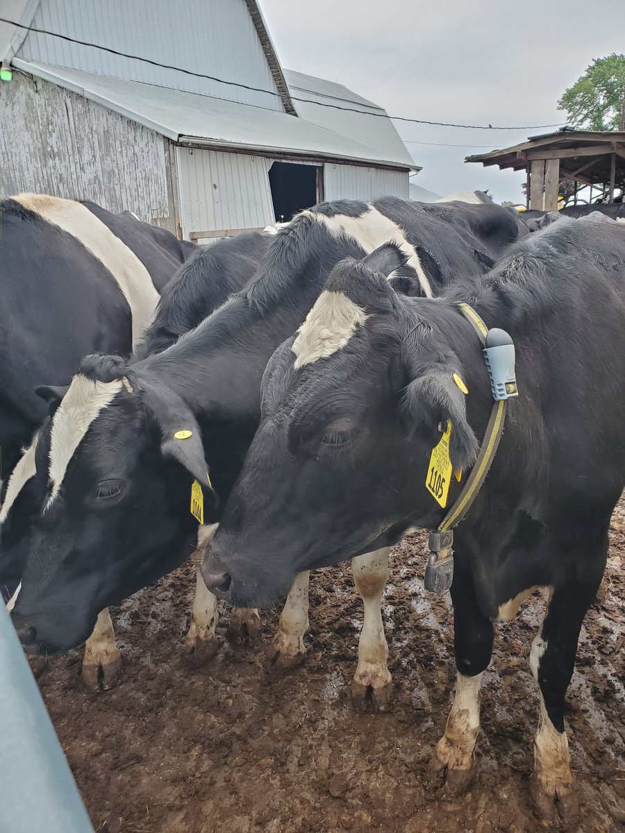 ericavan97's tweet photo. Had an amazing morning on the farm! Thanks for putting on an outstanding event!!! @fultonbotf ๐๐พ๐ #FultonBOTF #HenricksKriegerDairy https://t.co/TxmlTMYVno