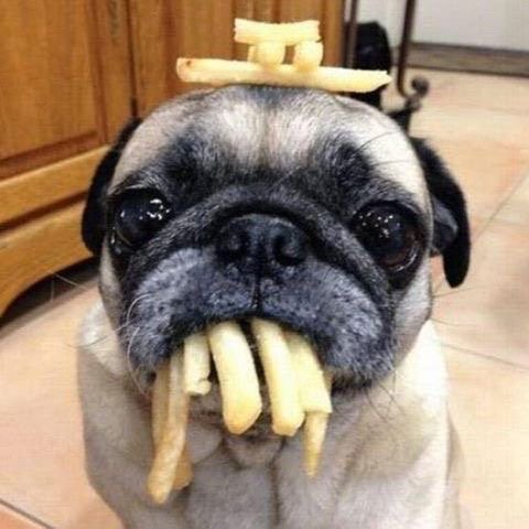 ChickenE_OK's tweet photo. This is French Fry enjoying Chicken Express! Drop a pic of your pup in the comments https://t.co/L35xrLiRPA
