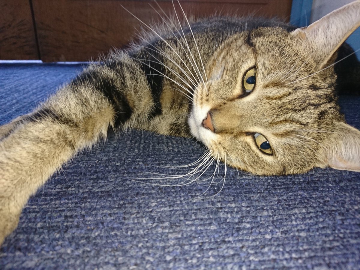 Longarmofthepaw's tweet image. After the morning stretches it was time to hit the beat and start the paw patrol 🐾 and what a lovely day. 🌞😻
Days like these are an inspiration and give me an enormous sense of well being.
🐾🌞💙😻🙏😸♥️🌞🐾
#Helpone #Helpanother #=Happyness