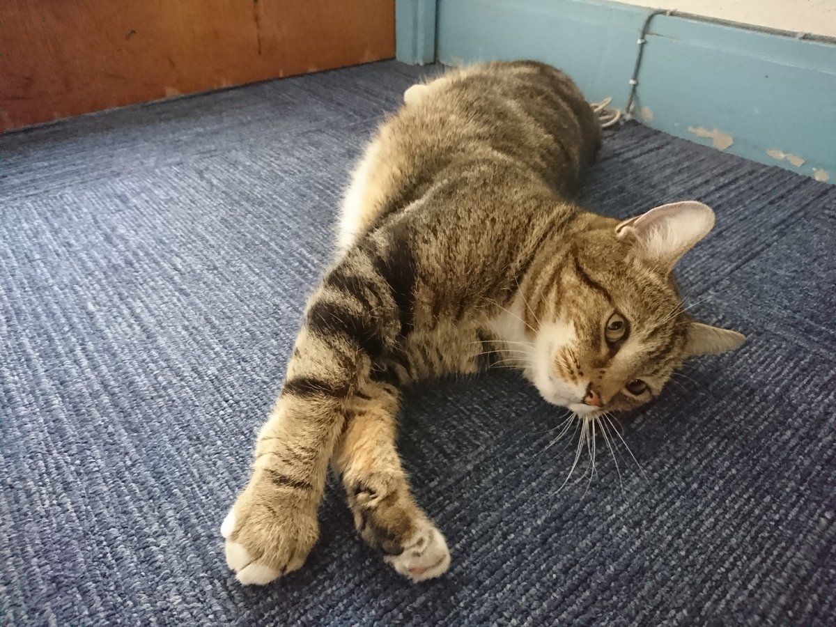 Longarmofthepaw's tweet image. After the morning stretches it was time to hit the beat and start the paw patrol 🐾 and what a lovely day. 🌞😻
Days like these are an inspiration and give me an enormous sense of well being.
🐾🌞💙😻🙏😸♥️🌞🐾
#Helpone #Helpanother #=Happyness