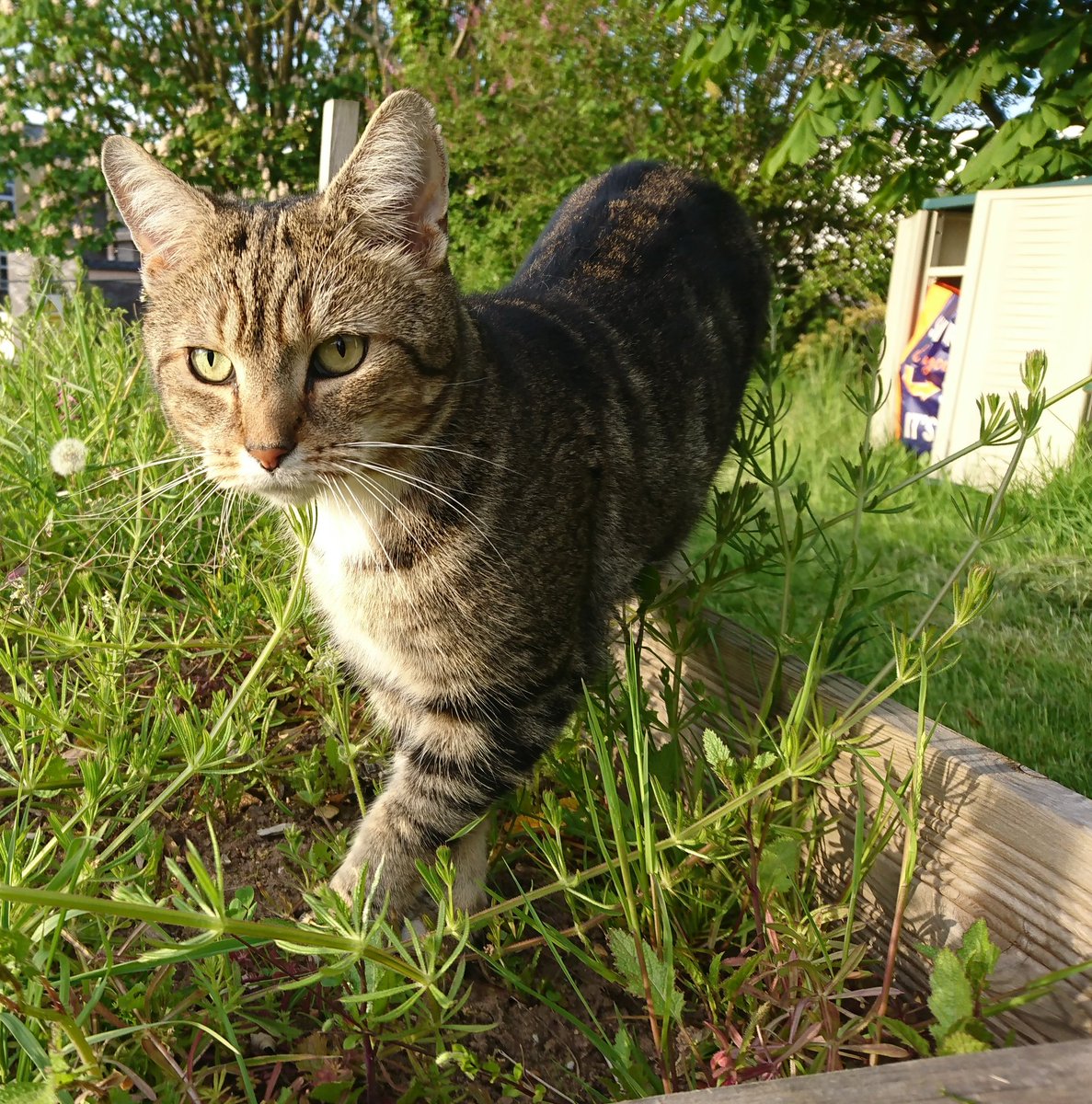 Longarmofthepaw's tweet image. After the morning stretches it was time to hit the beat and start the paw patrol 🐾 and what a lovely day. 🌞😻
Days like these are an inspiration and give me an enormous sense of well being.
🐾🌞💙😻🙏😸♥️🌞🐾
#Helpone #Helpanother #=Happyness