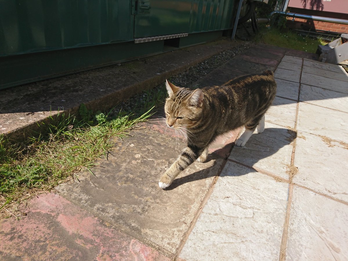 Longarmofthepaw's tweet image. After the morning stretches it was time to hit the beat and start the paw patrol 🐾 and what a lovely day. 🌞😻
Days like these are an inspiration and give me an enormous sense of well being.
🐾🌞💙😻🙏😸♥️🌞🐾
#Helpone #Helpanother #=Happyness