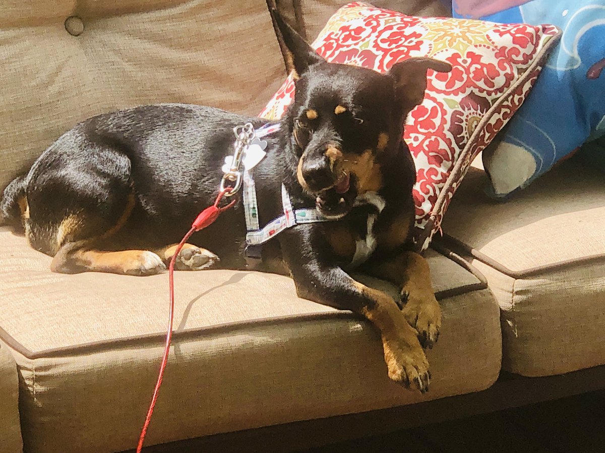 sedwardsknox's tweet photo. Shadow is living her #bestlife on the outdoor furniture. #rescuedog #sweetgirl https://t.co/fKMnUDVFfr