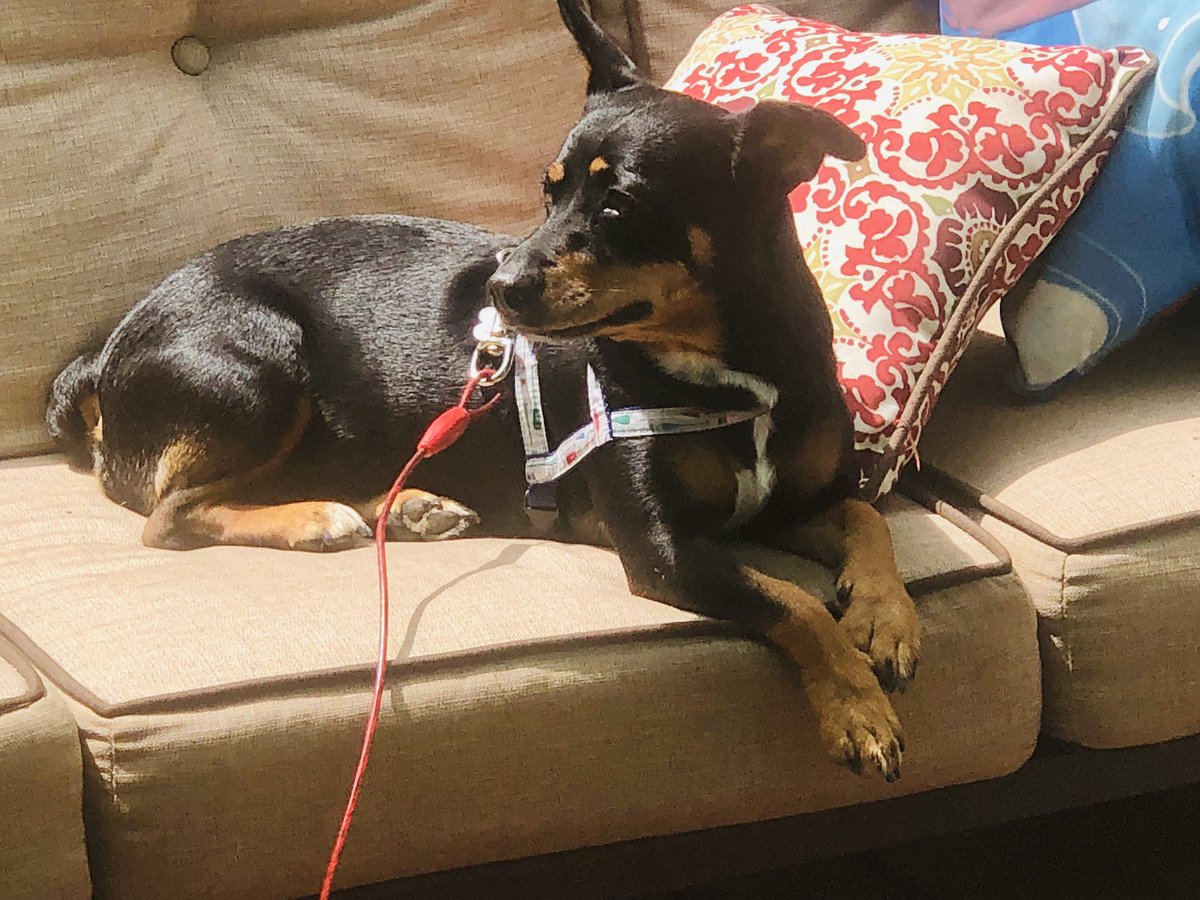 sedwardsknox's tweet photo. Shadow is living her #bestlife on the outdoor furniture. #rescuedog #sweetgirl https://t.co/fKMnUDVFfr