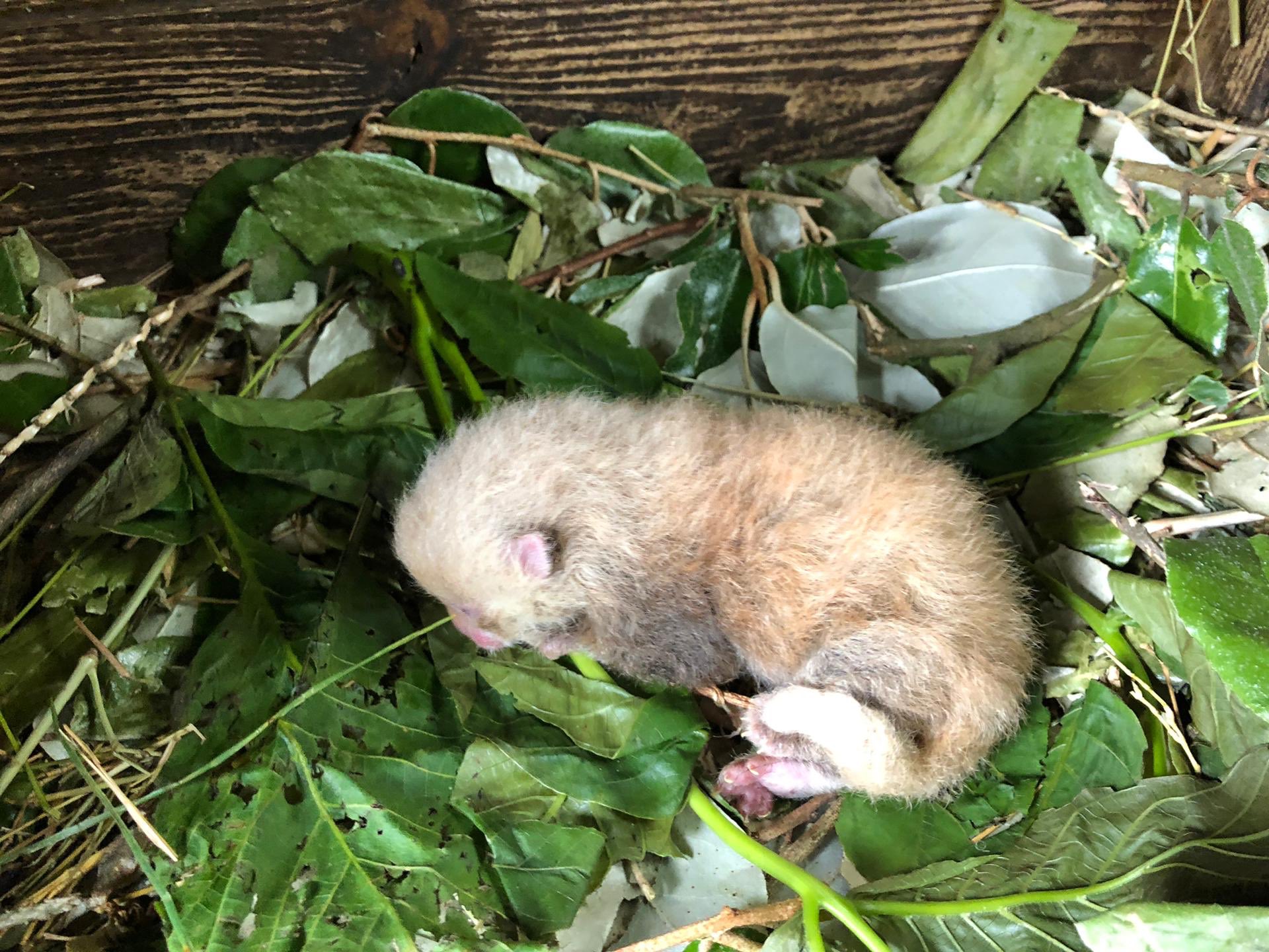 Pairi Daiza Twitterren Fr Rhooooo Un Adorable Bebe Panda Roux Est Ne A Pairidaiza Et Dort Paisiblement Dans Le Jardin Chinois Elle N Est Pas Adorable Cette Boule De Poils La Naissance