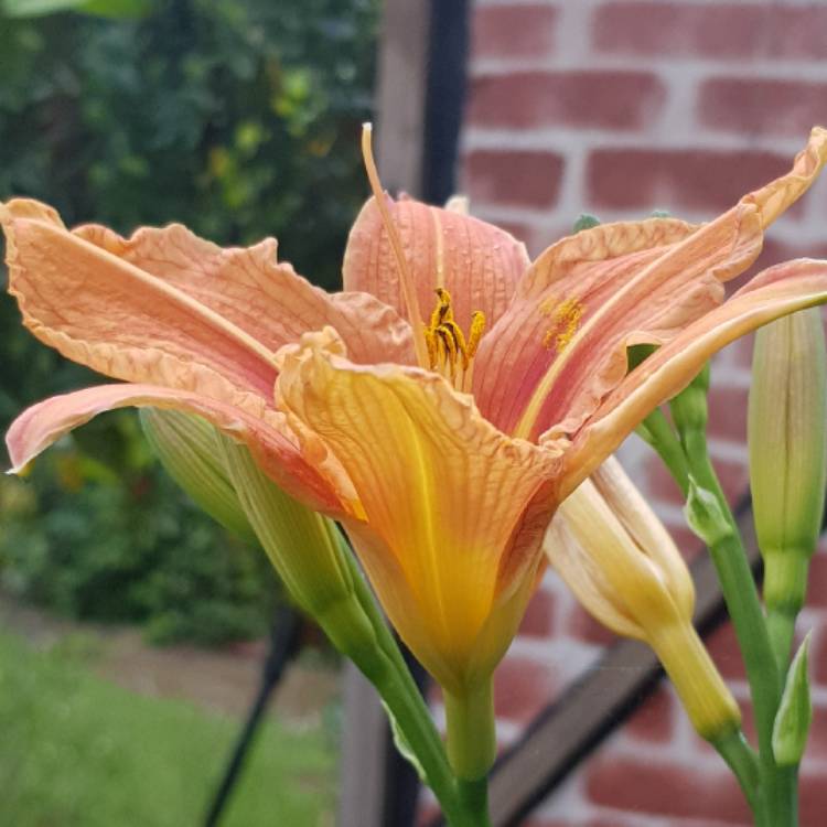 PollenSpread's tweet photo. Day Lily 'Kwanso' (Day Lily 'Kwanso') - Day Lilly by the wildlife pond 🙂 #orange #day-lilly #stunn... via @gardentags https://t.co/L676C4hCua