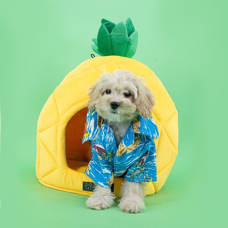 promikapets's tweet photo. Who lives in a pineapple 🍍 under the sea?!⠀
⠀
Promika is your trusted source for affordable flea &amp; tick products. https://t.co/CujkHXBhv9