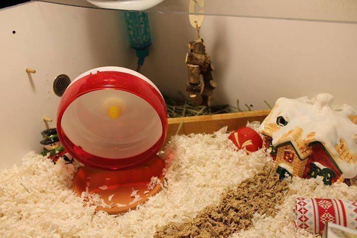 hamsterfluffs's tweet photo. koochiq: Here are some shots of Smudge’s Christmas Themed cage, with descriptions under the cut~ Keep reading https://t.co/VgoyjhnQxL https://t.co/7rIft20FfK https://t.co/TVWHsTsSvd