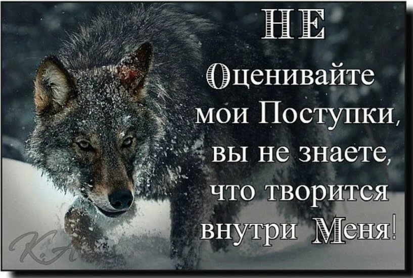 Про жизнь волков. Статусы про Волков. Цитаты волка. Цитаты одиноких Волков. Одинокий волк высказывания.