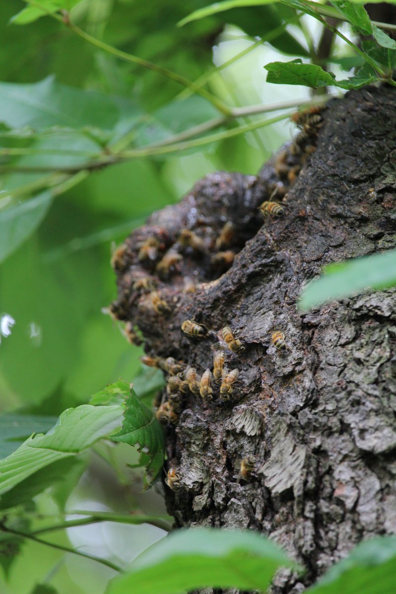 ultimaron's tweet photo. Testing out the @CanonUSA 55-250mm STM on the Rebel T7. Awesome zoom. The wasp was 8 ft, but the bees in the tree were 15ft up. Impressive lens
#canon #canon1500d #canont7 #canonrebelt7 #photograph #photography #zoom #55250mm #stm #bee #bees #wasp #treehive #naturephotograph https://t.co/z9b7zmgDKZ