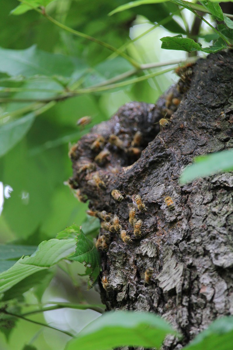 ultimaron's tweet photo. Testing out the @CanonUSA 55-250mm STM on the Rebel T7. Awesome zoom. The wasp was 8 ft, but the bees in the tree were 15ft up. Impressive lens
#canon #canon1500d #canont7 #canonrebelt7 #photograph #photography #zoom #55250mm #stm #bee #bees #wasp #treehive #naturephotograph https://t.co/z9b7zmgDKZ
