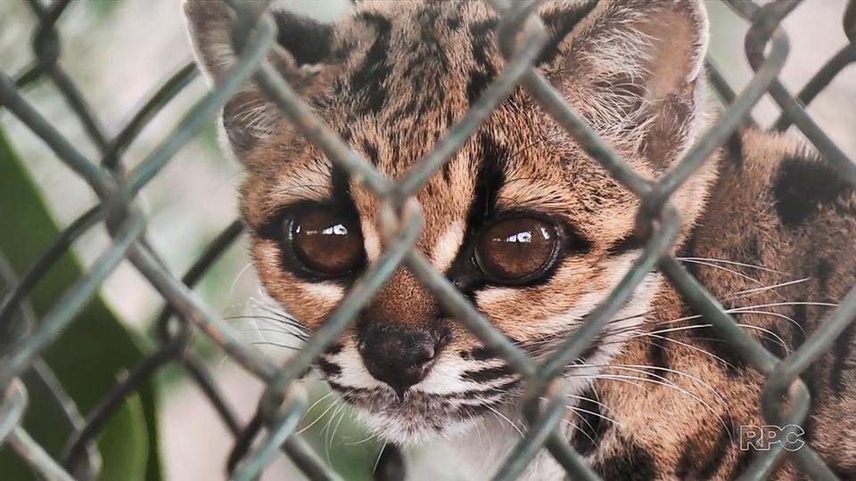 kleberoliveira_'s tweet image. #PlugRPC