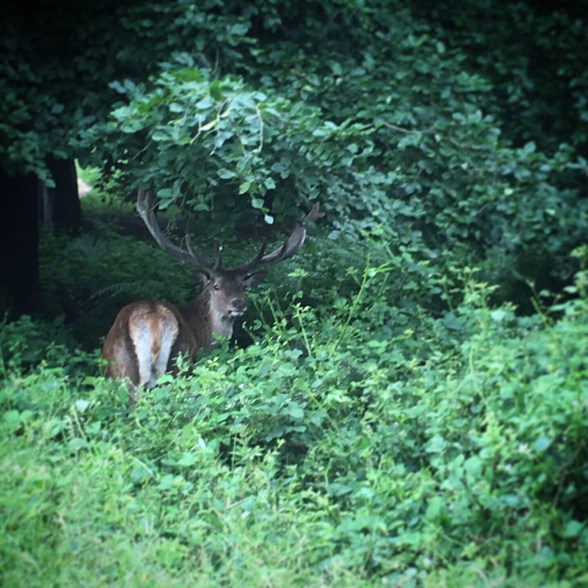 Magnificent stag in Richmond Park seen while running today 🏃‍♀️ Thanks for a gorgeous run @ShazStead #dublinmarathontraining #londonrunning #richmondpark