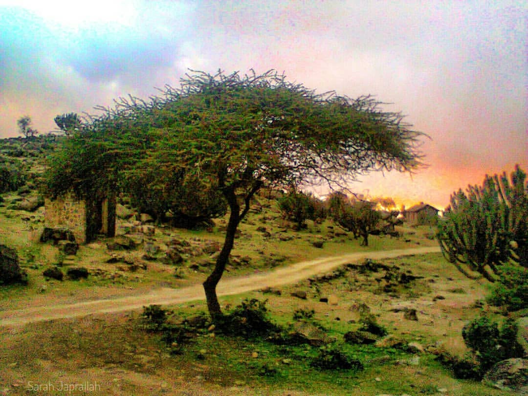 Arkaweet, Portsudan.