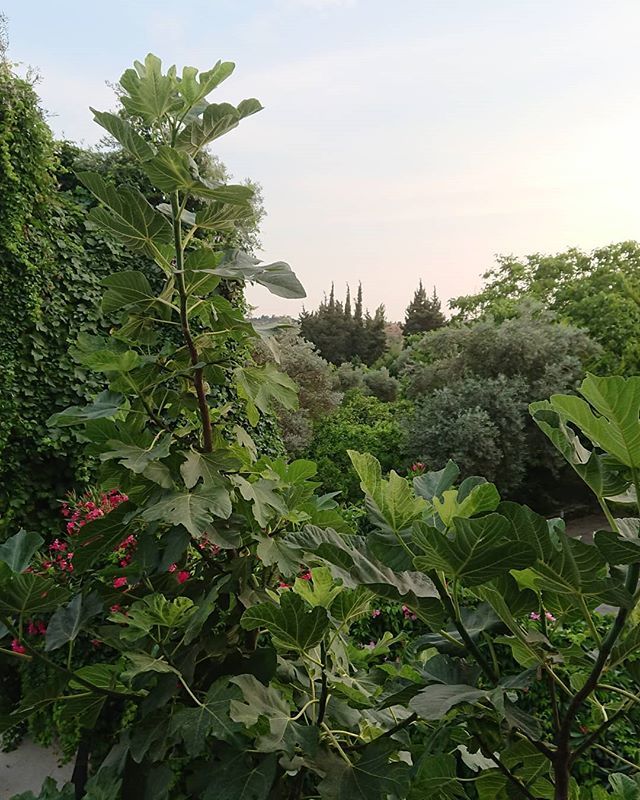 ecliptic6's tweet photo. Bountiful. Beautiful. Because..
.
.
.
.
.
#instagood #natural_turkey #scenesofserenity #becausenature https://t.co/7OhlKu9XH6
