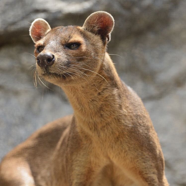greenish_living's tweet photo. The Fossa is only found in Madagascar forests. These beauties have been vulnerable and endangered due to habitat loss as trees are being cut down and dying away. Only 10% of the original forests remains. Let’s make reforestation happen now! #savethefossa #reforestation 🌳 https://t.co/bsnjf1vvr3