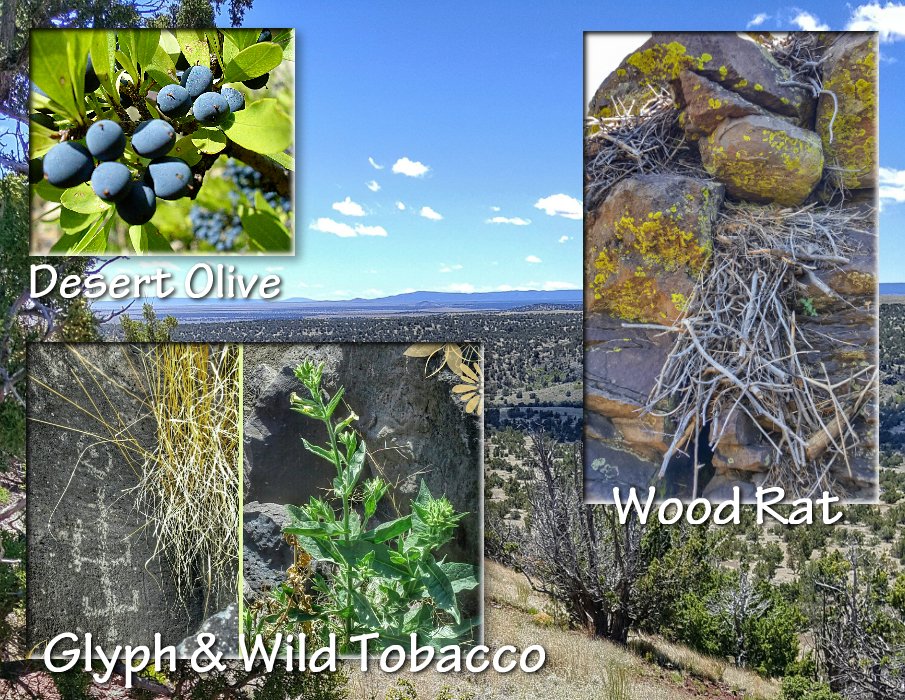 nazstuff's tweet image. “Paradise Diversity on Horizon”  Vista photo used as a background to display some typical native plants in harmony with prehistoric images found in the same vicinity. See my online Gallery:  bit.ly/1FdYZfD #Arizona, #hiking, #archaeology, #plants