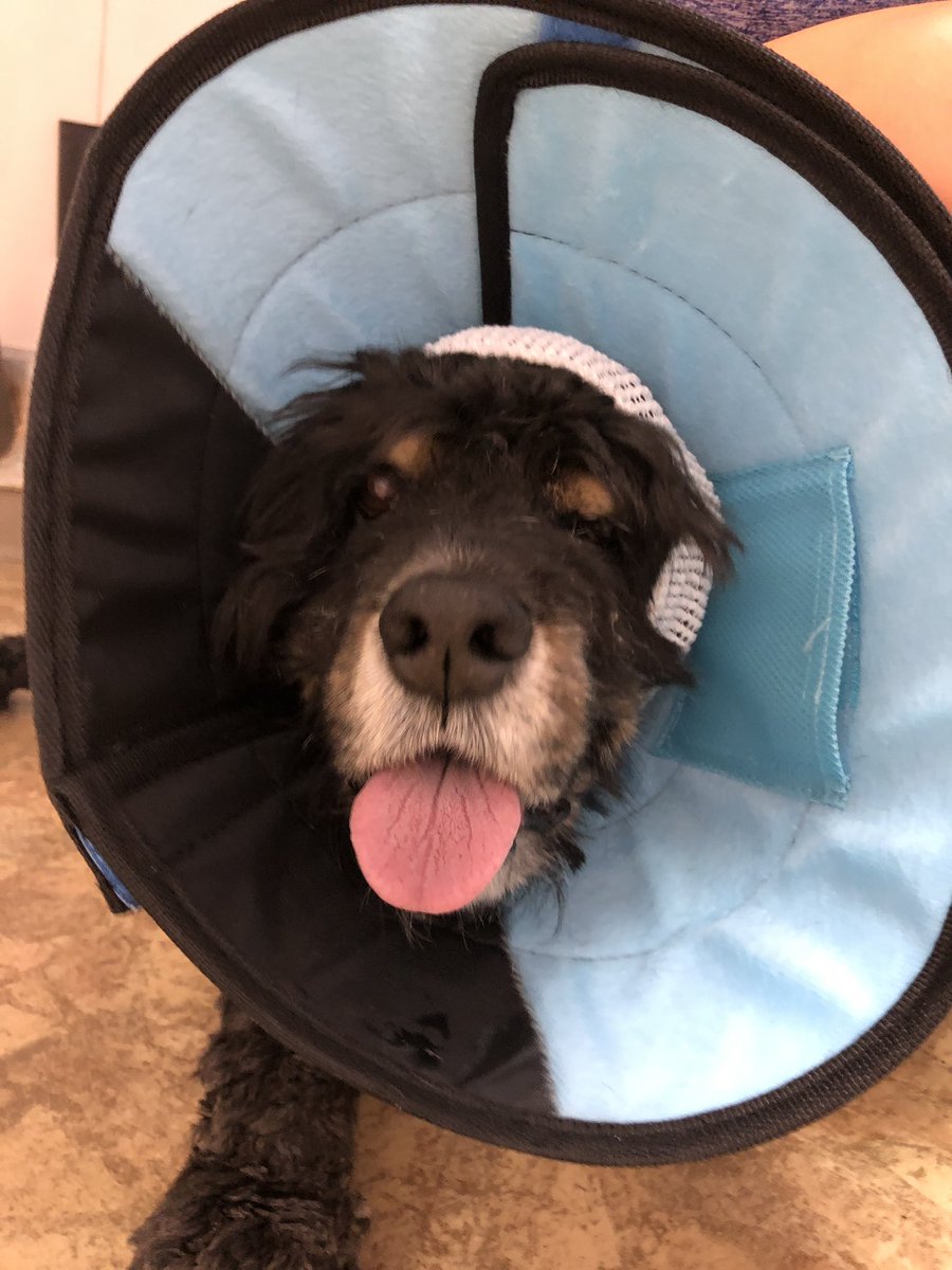 Stephan_Math's tweet image. You know you’re having a bad day when.... you leave the dr. with a cone on your head 🙁 #suckstobe16