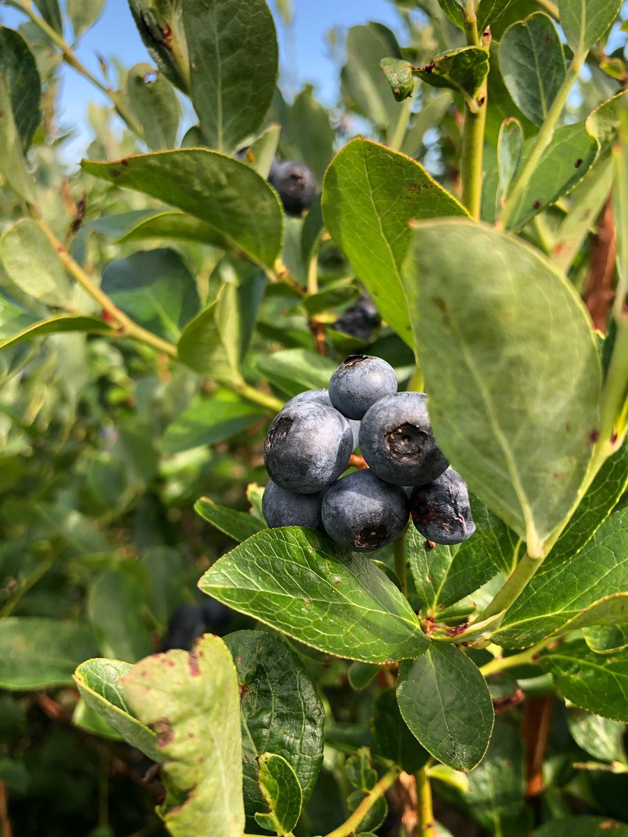 The Poarch Ninjas are about to take the stage! They’ll be entertaining us over the next two hours with their fun and unique sound. Come join us on the farm for our final Harvest Night of this season! 

#weeksbayplantation #harvestnight  #blueberry #farm #livemusic #familyfun