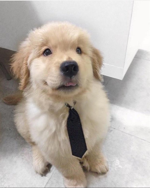 Cute Animal Gallery (@cute_gallery) / Posts / X