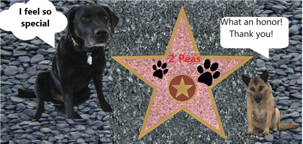 2PeasnaPod2's tweet photo. Let's go some place super famous-Oh we've arrived in time for our unveiling and a tribute to a humanitarian #TheRuffRiderz #DorisDay #WereFamous https://t.co/8l6nuFqdLG