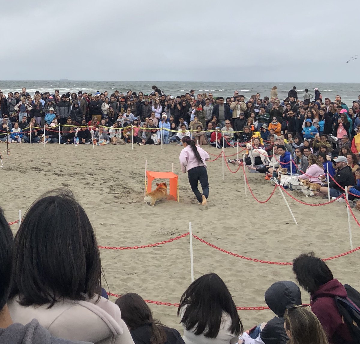 diabolical_mdog's tweet image. Corgi ninja warrior competition #corgicon