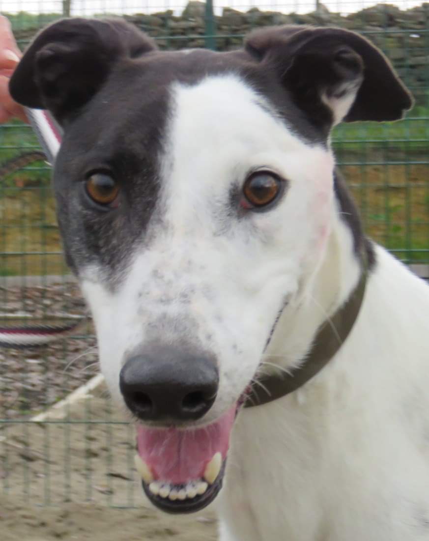 DurhamRetired's tweet photo. Loving homes needed for #casper #messi #levi #wally #foreverhomewanted #gorgeousgreys #greyhoundsofinstagram #greyhoundsmakegreatpets @SunderlandDogs https://t.co/BhpOmYu2mk